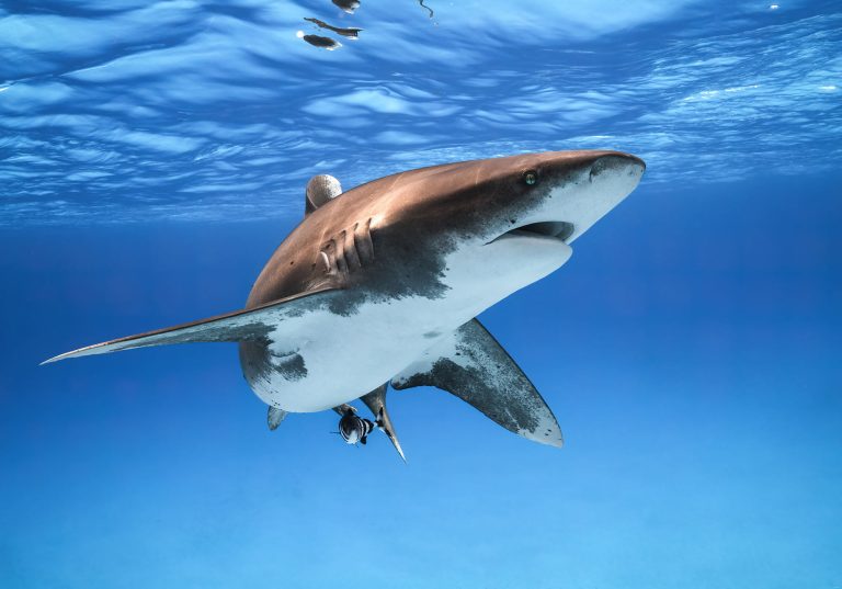 Sharkbot знову на плаву